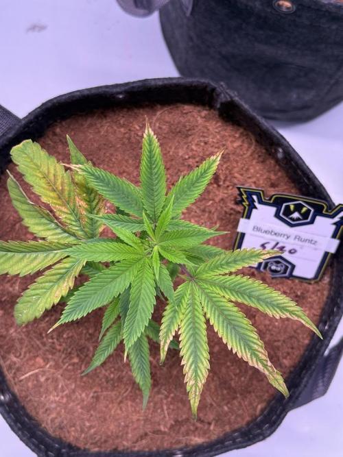 Blueberry Runtz-Clone. Week 2 - Day 8