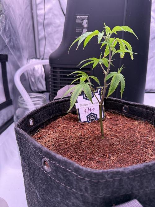 Blueberry Runtz-Clone. Week 2 - Day 8