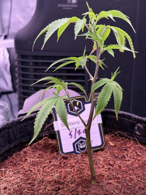 Blueberry Runtz-Clone. Week 2 - Day 8
