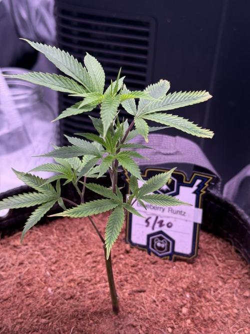 Blueberry Runtz-Clone. Week 2 - Day 8