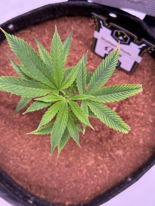 Blueberry Runtz-Clone. Week 2 - Day 8