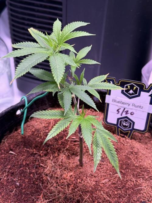 Blueberry Runtz-Clone. Week 2 - Day 9