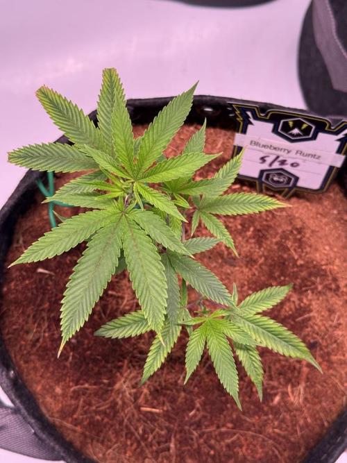 Blueberry Runtz-Clone. Week 2 - Day 9
