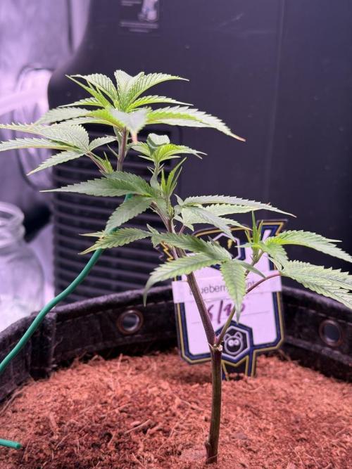 Blueberry Runtz-Clone. Week 2 - Day 9