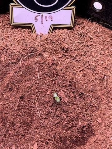 Sour HubbaBubba Haze-Mephisto Bonus. Week 0 - Day 0-Sprouts
