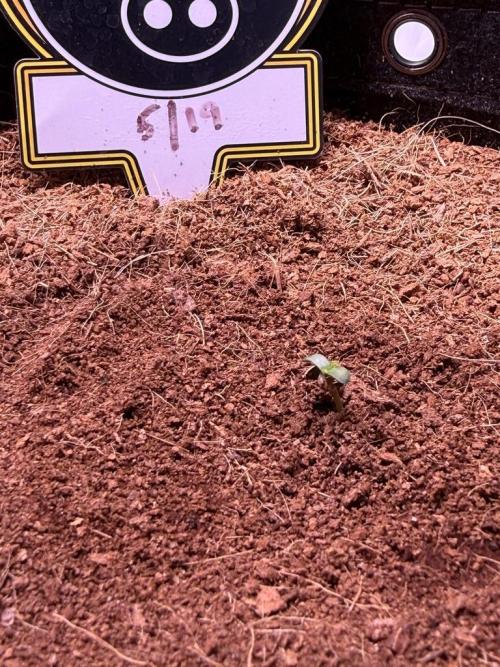 Sour HubbaBubba Haze-Mephisto Bonus. Week 0 - Day 0-Sprouts