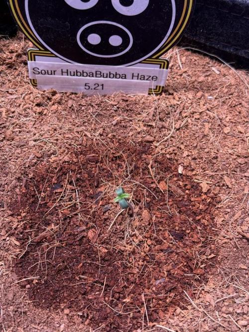 Sour HubbaBubba Haze-Mephisto Bonus. Week 1 - Day 1