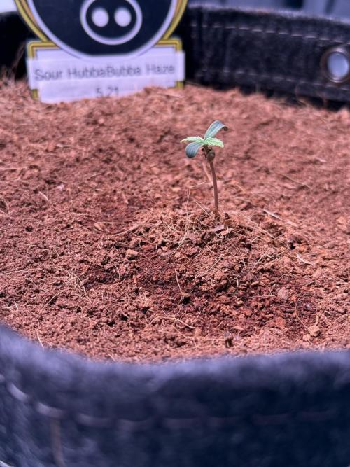 Sour HubbaBubba Haze-Mephisto Bonus. Week 1 - Day 2