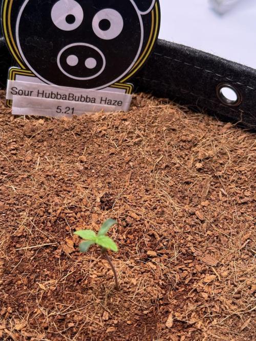 Sour HubbaBubba Haze-Mephisto Bonus. Week 1 - Day 3