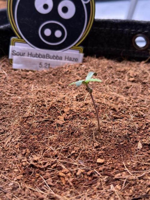 Sour HubbaBubba Haze-Mephisto Bonus. Week 1 - Day 3