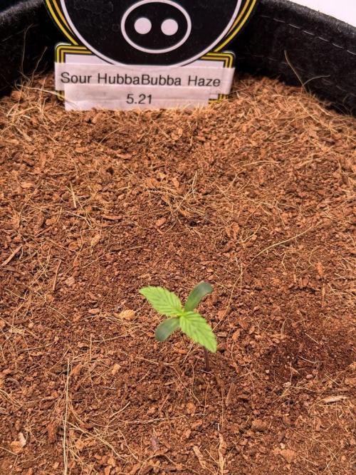 Sour HubbaBubba Haze-Mephisto Bonus. Week 1 - Day 4