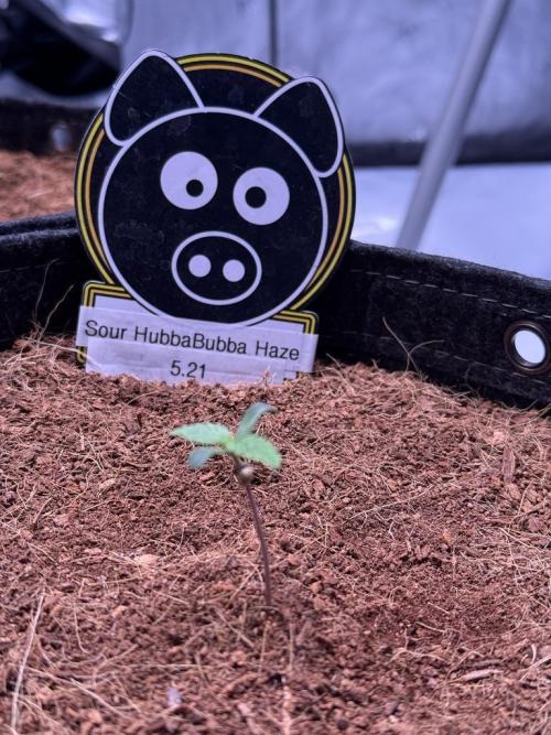 Sour HubbaBubba Haze-Mephisto Bonus. Week 1 - Day 4