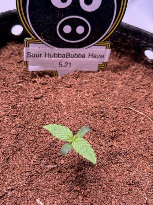 Sour HubbaBubba Haze-Mephisto Bonus. Week 1 - Day 5