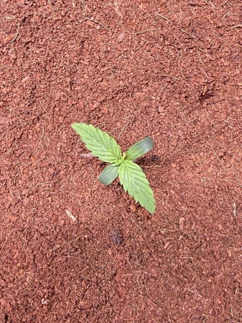 Sour HubbaBubba Haze-Mephisto Bonus. Week 1 - Day 5