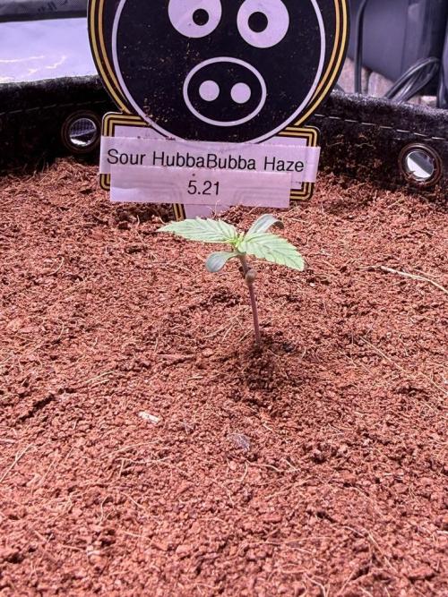 Sour HubbaBubba Haze-Mephisto Bonus. Week 1 - Day 5