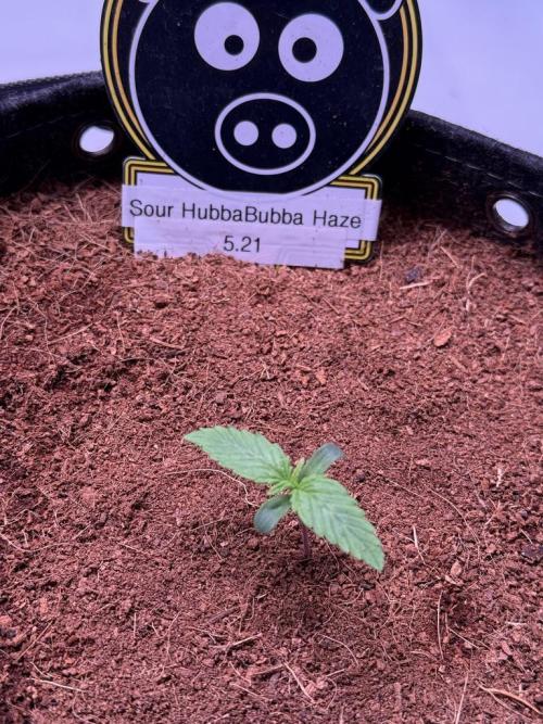 Sour HubbaBubba Haze-Mephisto Bonus. Week 1 - Day 6