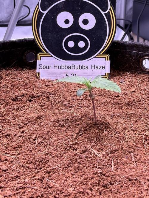Sour HubbaBubba Haze-Mephisto Bonus. Week 1 - Day 6