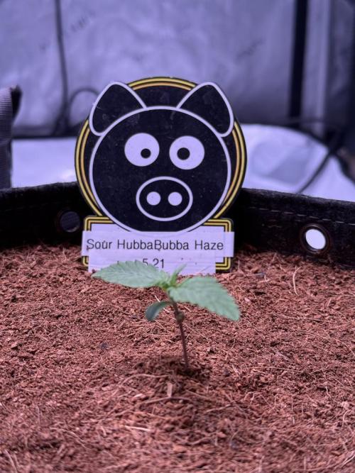 Sour HubbaBubba Haze-Mephisto Bonus. Week 1 - Day 7