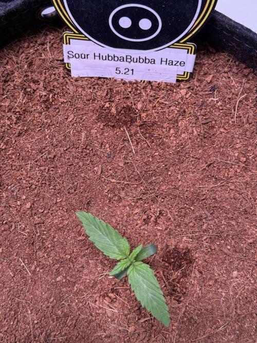 Sour HubbaBubba Haze-Mephisto Bonus. Week 1 - Day 7