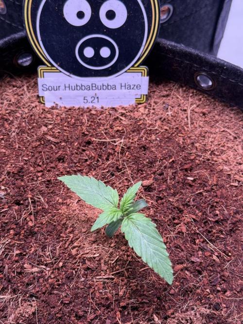 Sour HubbaBubba Haze-Mephisto Bonus. Week 1 - Day 7