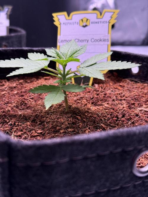 Lemon Cherry Cookies (Encore). Week 3 - Day 17