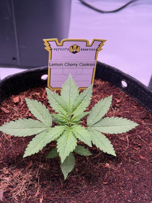 Lemon Cherry Cookies (Encore). Week 3 - Day 17
