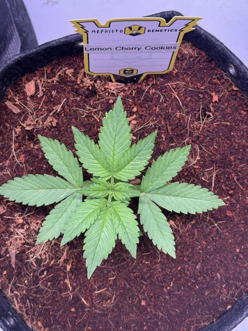 Lemon Cherry Cookies (Encore). Week 3 - Day 17