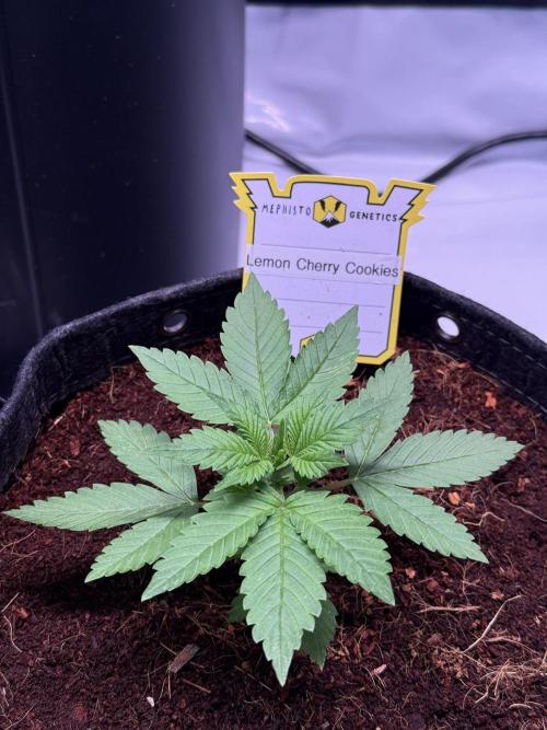 Lemon Cherry Cookies (Encore). Week 3 - Day 18