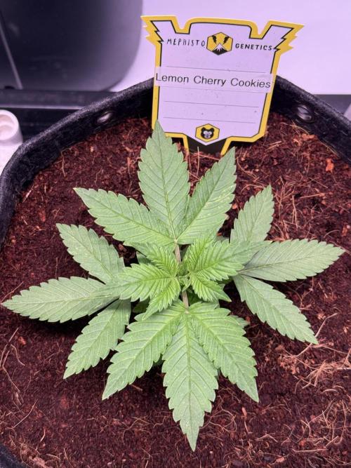 Lemon Cherry Cookies (Encore). Week 3 - Day 18