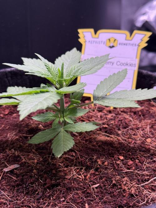 Lemon Cherry Cookies (Encore). Week 3 - Day 18