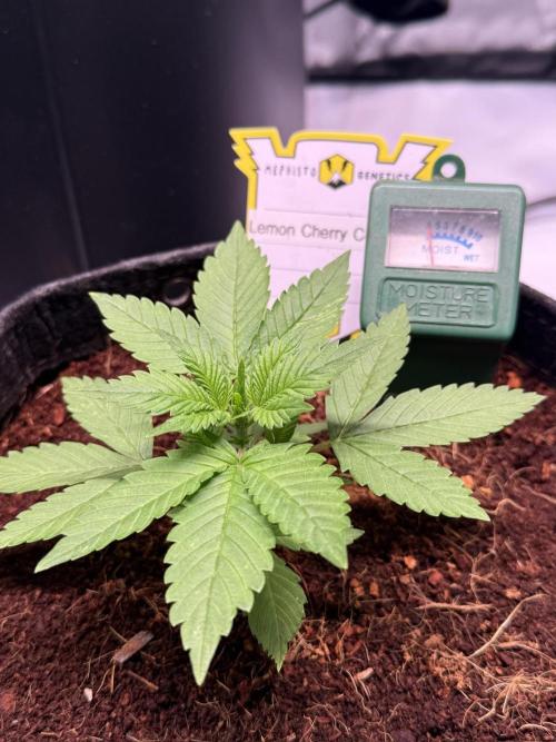 Lemon Cherry Cookies (Encore). Week 3 - Day 18-Autopot wicking
