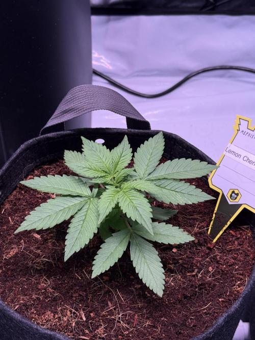 Lemon Cherry Cookies (Encore). Week 3 - Day 19