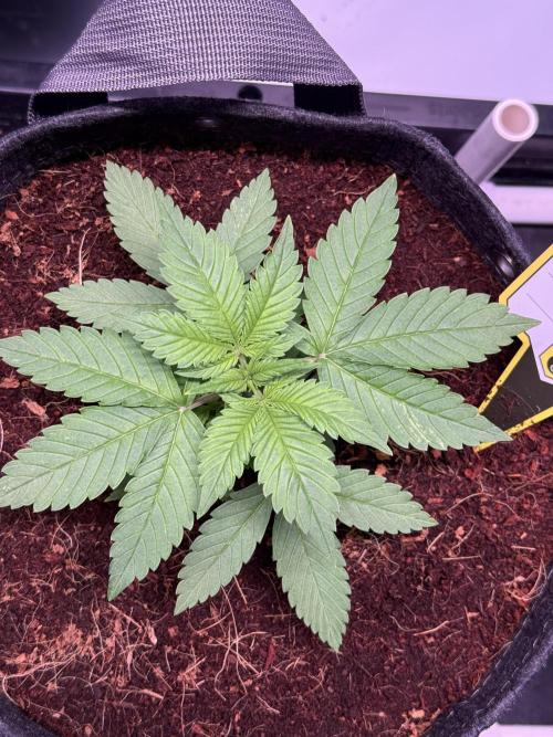 Lemon Cherry Cookies (Encore). Week 3 - Day 19