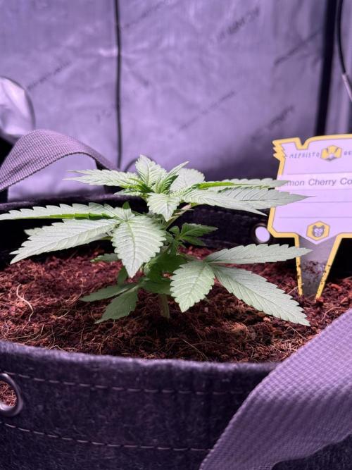 Lemon Cherry Cookies (Encore). Week 3 - Day 19
