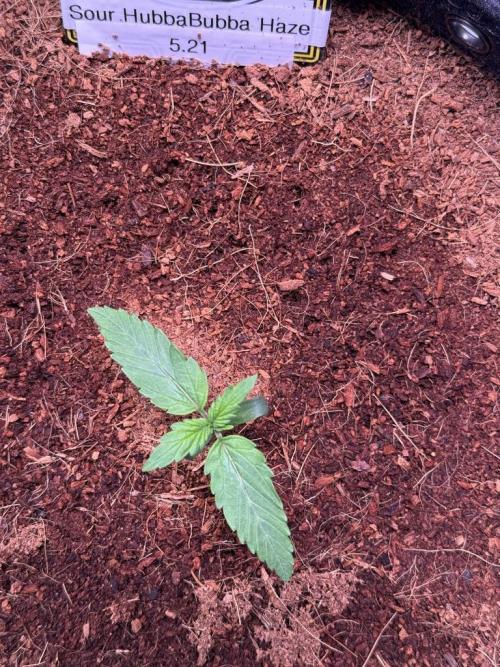 Sour HubbaBubba Haze-Mephisto Bonus. Week 2 - Day 8