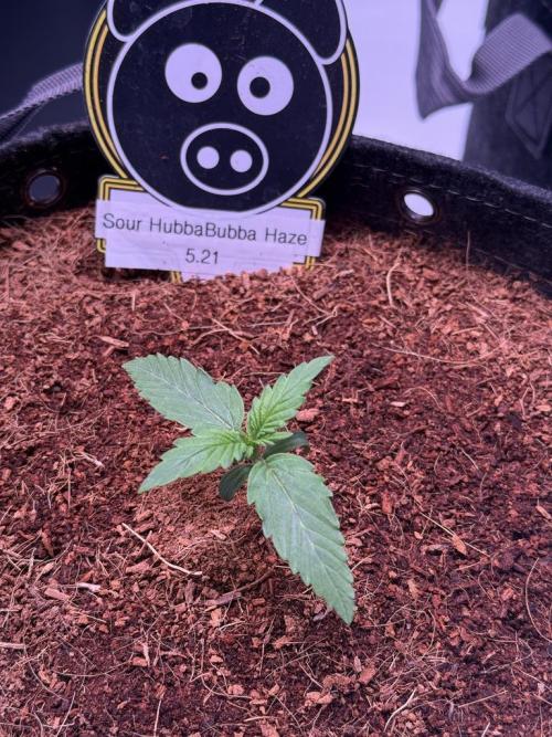Sour HubbaBubba Haze-Mephisto Bonus. Week 2 - Day 9