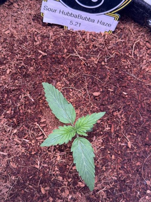 Sour HubbaBubba Haze-Mephisto Bonus. Week 2 - Day 9