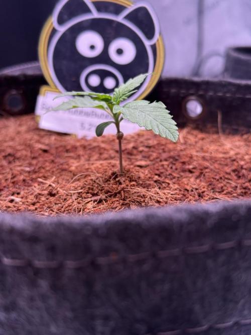 Sour HubbaBubba Haze-Mephisto Bonus. Week 2 - Day 9