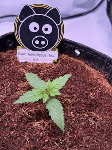 Sour HubbaBubba Haze-Mephisto Bonus. Week 2 - Day 10