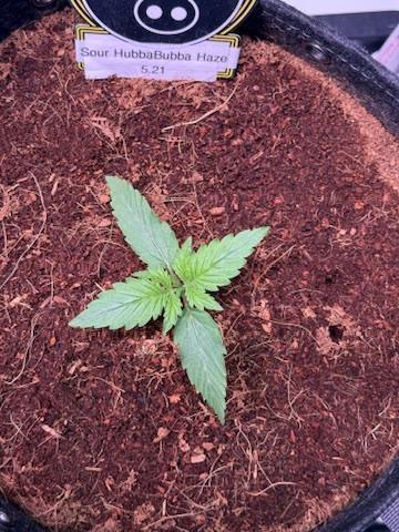 Sour HubbaBubba Haze-Mephisto Bonus. Week 2 - Day 10