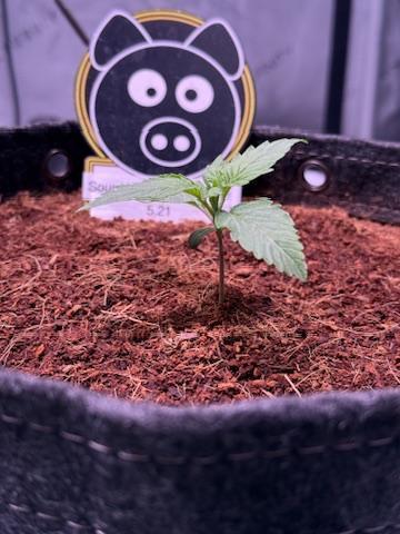 Sour HubbaBubba Haze-Mephisto Bonus. Week 2 - Day 10