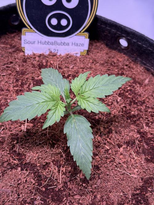 Sour HubbaBubba Haze-Mephisto Bonus. Week 2 - Day 11