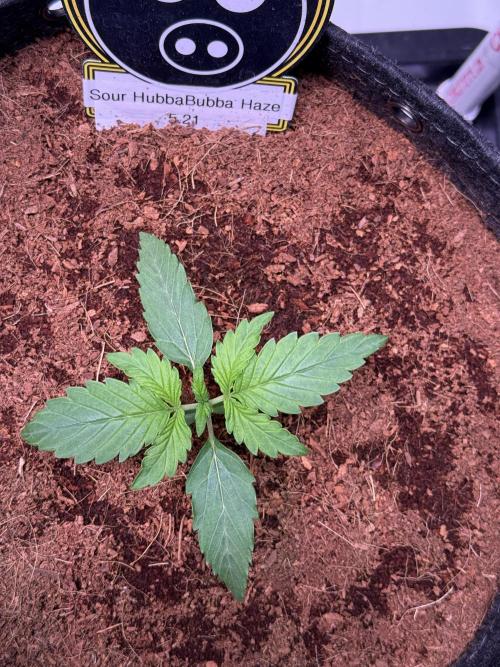Sour HubbaBubba Haze-Mephisto Bonus. Week 2 - Day 11