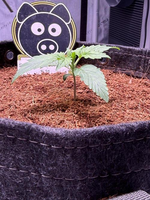 Sour HubbaBubba Haze-Mephisto Bonus. Week 2 - Day 11