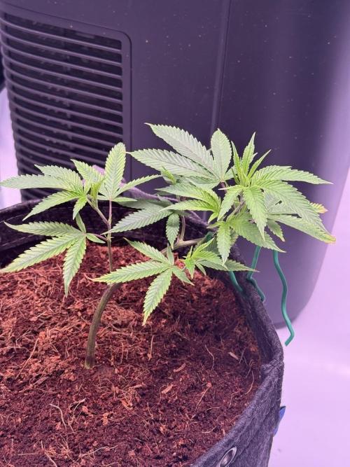 Blueberry Runtz-Clone. Week 2 - Day 10