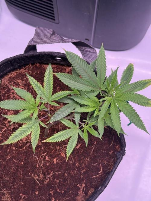 Blueberry Runtz-Clone. Week 2 - Day 10