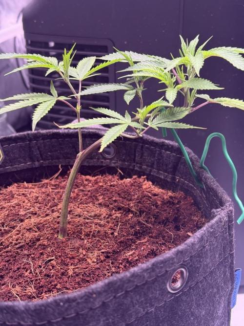 Blueberry Runtz-Clone. Week 2 - Day 10