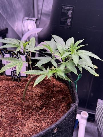 Blueberry Runtz-Clone. Week 2 - Day 11