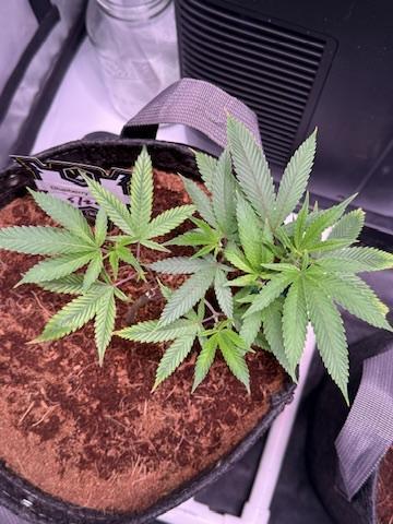Blueberry Runtz-Clone. Week 2 - Day 11