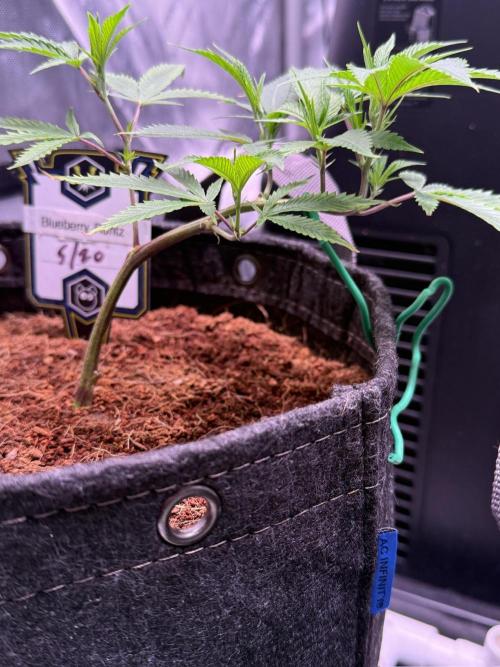 Blueberry Runtz-Clone. Week 2 - Day 11